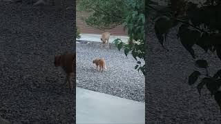 Wyoming Mountain Lion stalks a deer in the neighborhood