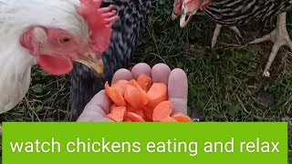 Feeding chickens. homefarming  Relaxing Video