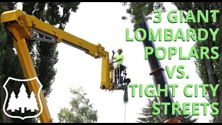 We Remove Three Giant Lombardy Poplars Before They Fall