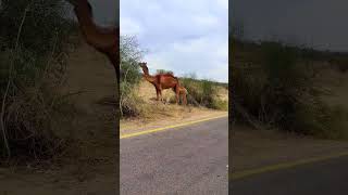 Hungry mother Camel in Sunny weather 🌻