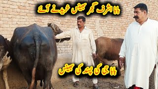 Baba Ashraf gujjar favourite buffalo|baba ji ka shauk|baba Ashram gujjar bhains|top class buffalo