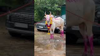 sonarpadyacha sonya 5050👑 #viral #shortsviral #sonya5050 #maharashtra