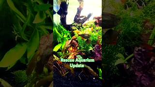 Creating a Beautiful Planted Aquarium for Rescued Fish