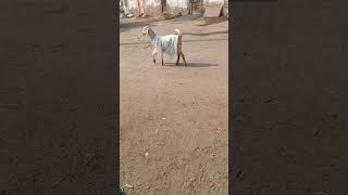 #goat rempwalk ##goat winter 👗#funny goat video #winter ka jalwa