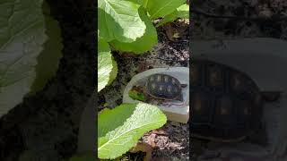 Tortoise eating strawberries and lettuce in outside enclosure #tortoise #reptiles #cute #ReptiWorld