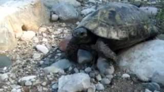 Dispassionate turtle in Olympos, Turkey