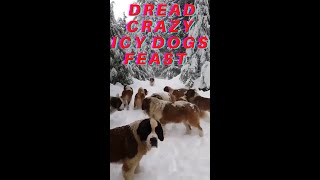 Dread Crazy Icy Dogs Feast #shorts #funnydoggydog #shortsvideo #youtubeshorts