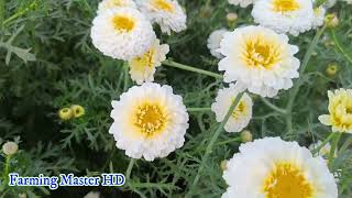 Marigold flower cultivation information गेंदे के फूल की खेती की जानकारी , किफायती फूल है