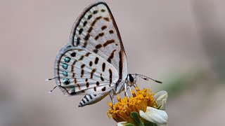 Beautiful Butterfly Collecting Nectar From A Flower With It's Proboscis |Pollination #shorts