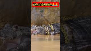 omg😮 डेंजरस स्नेक #facts #animals #viral #shortsfeed #short #trending #shorts #snake