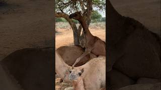 الجمل الصغير يتقاسم المودة العليا مع الجمل الكبير #animals #camel #desert #camellife #shorts #wildli