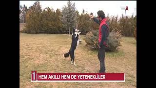 Oyuncu köpekler nasıl eğitiliyor? #oyuncu #köpek #akıllıköpek