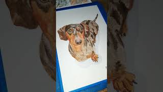 Dachshund marrom em aquarela