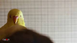 The Budgerigar