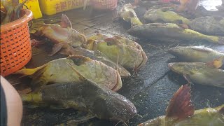 ikan bagok atau manyung kuning hasil rawai dan ikan tenggiri hasil jaring nelayan.