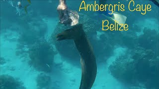 Belize, Ambergris Caye dive