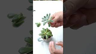 What to do with elongated succulents