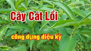 Cây Cát Lồi (Mía Dò) có công dụng gì cho sức khoẻ| Hằng Lê HG85