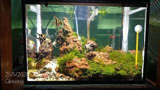 aquascape iwagumi low badget