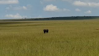 Two buffalos walking alone get ambushed by lions but the herd comes to the rescue