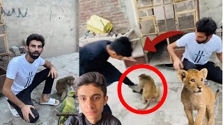 @JavedPetHouse786  waln ky Monkey Ny Kat Lia 😭 Hm Apna Parrot Waps Ly Ayy🥰