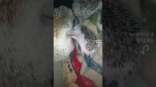 😡🤬Самый наглый ёжик в мире). Funny hedgehog 😅. #ezhikafro #funnyvideo #hedgehog #cuteanimals #funny