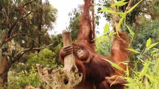 Orangutans are the best acrobats on the swings