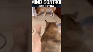 Mind control MKULTRA