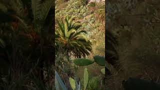 Most beautiful Spot on tenerife.           #tenerife #masca #relax #nature