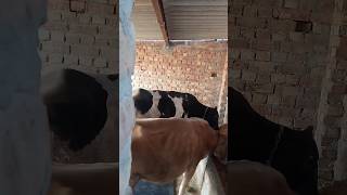 goldy dairy farm Punjab ਗੋਲਡੀ ਡੇਅਰੀ ਫਾਰਮ ਪੰਜਾਬ  hf jersy cow