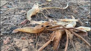 UDANG CAPIT PENGHUNI BAWAH TONGKANG KAPAL SUNGAI MAHAKAM