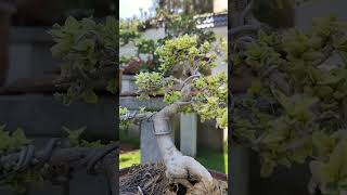 beautiful light green bonsai tree amazing #colourful #green bonsai