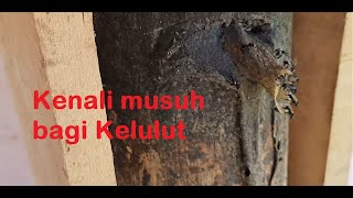 Kenali musuh bagi kelulut