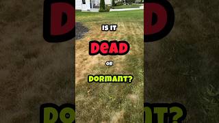 Is Your Grass Dormant or Dead? #shorts #lawn