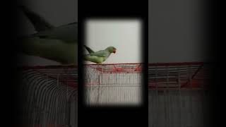 #budgies #lovebirds #pets #youtubeshorts #viralvideo #viralshorts #foryou #foryoupage #foryou #birds