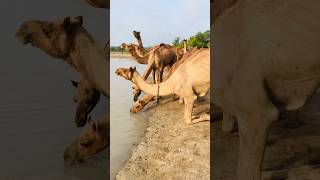 Camels 🐫 is drinking water #shortvideo