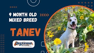 Husky/Pitbull Terrier-Mix, 9 m/o, "Tanev" | Incredible Mixed Breed Obedience Training Spokane