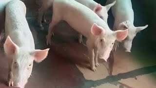 Pig farming लोन योजना 2024 । Pig farm business loan sceam NLM ?