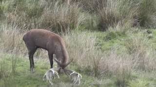 Red Stag pissing all over himself