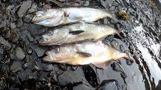 Spearfishing Wiay Island (lsle of Skye)