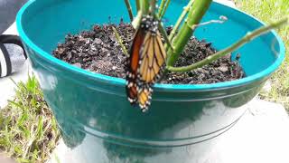 Watching a monarch butterfly get out of their chrysalis