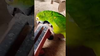 Papuga amazonka niebieskoczelna Kiki #birds #parrot #aviary #animals #cute #amazon