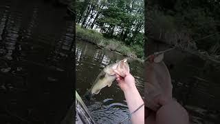 quality pymatuning largemouth on a firetiger mepps #1 #bassfishing #mepps #firetiger #pymatuning