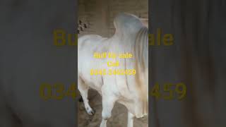 Bull for sale | Qurban 2024 Aamir Goat Farm