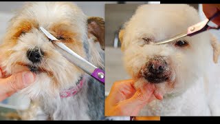 How to trim around Dogs Eyes( 2 Cases + Bonus Head Grooming)