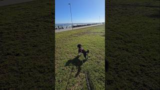 Miniature Schnauzer Enjoying Beautiful Views