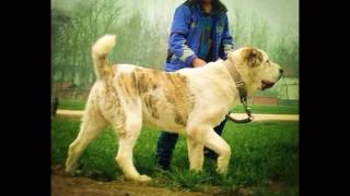 Top 10 Biggest Guard Dog on Earth 2015   Caucasian Shepherd