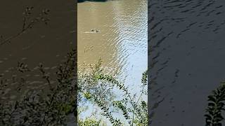 #水鳥 のいる風景(2) 幸せを運ぶ水鳥オオバン♪夫婦オオバン