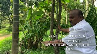 Sandalwood growth in a coffee estate