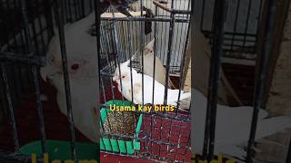 Usama kay birds 84 #birds #chirpingbirs#chirpingcocktail#cockatoo #ringneck